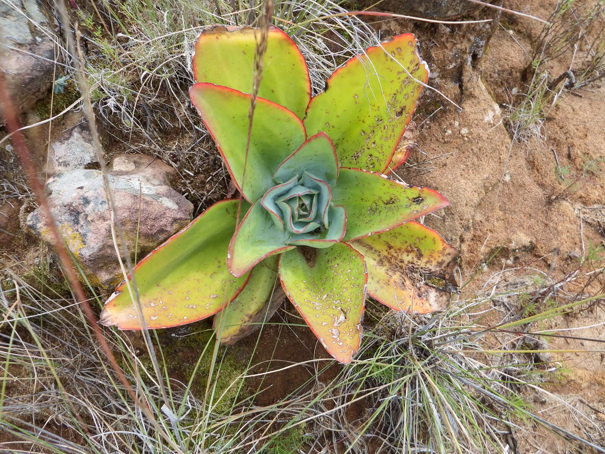 Echeveria subrigida